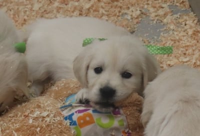 Les chiots de Golden Retriever