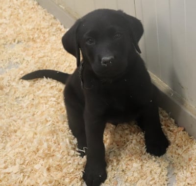 Les chiots de Labrador Retriever