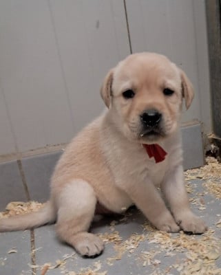 Les chiots de Labrador Retriever
