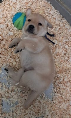 Les chiots de Labrador Retriever