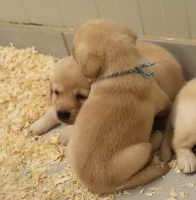 Les chiots de Labrador Retriever