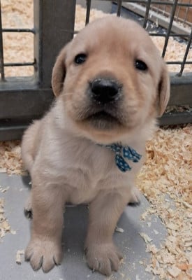 Les chiots de Labrador Retriever