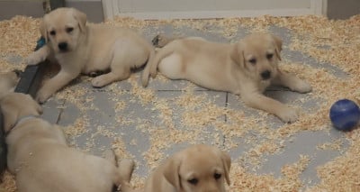 Les chiots de Labrador Retriever