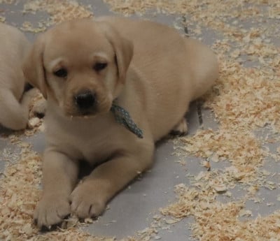 Les chiots de Labrador Retriever
