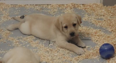 Les chiots de Labrador Retriever