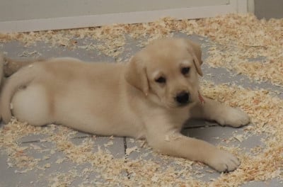 Les chiots de Labrador Retriever