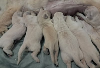 Les chiots de Golden Retriever