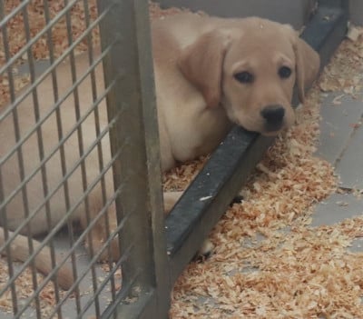 Les chiots de Labrador Retriever