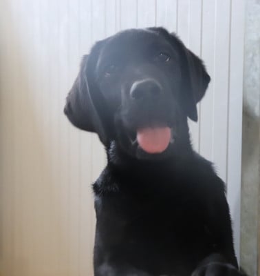 Les chiots de Labrador Retriever