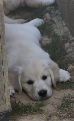 Les chiots de Golden Retriever