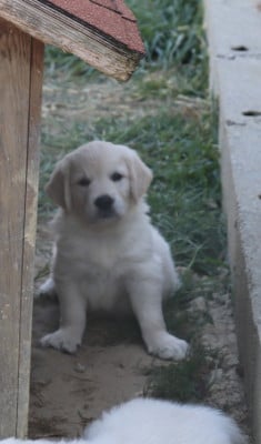 Les chiots de Golden Retriever