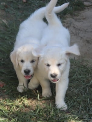 Les chiots de Golden Retriever