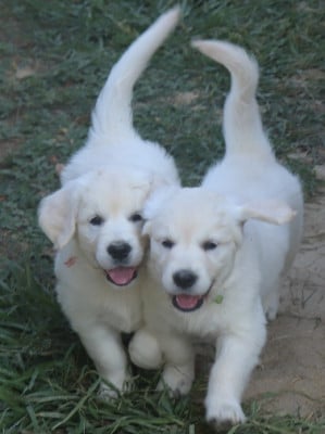 Les chiots de Golden Retriever