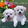 - Chiot Bichon Frisé LOF femelle à réserver