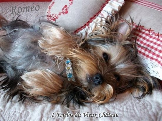 Publication : de l'enclos du vieux chateau Auteur : Vlasta