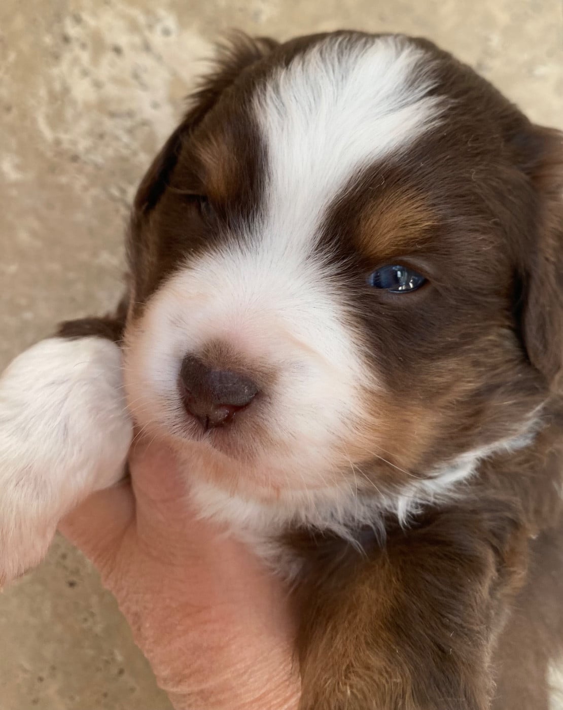 Femelle rouge tricolore