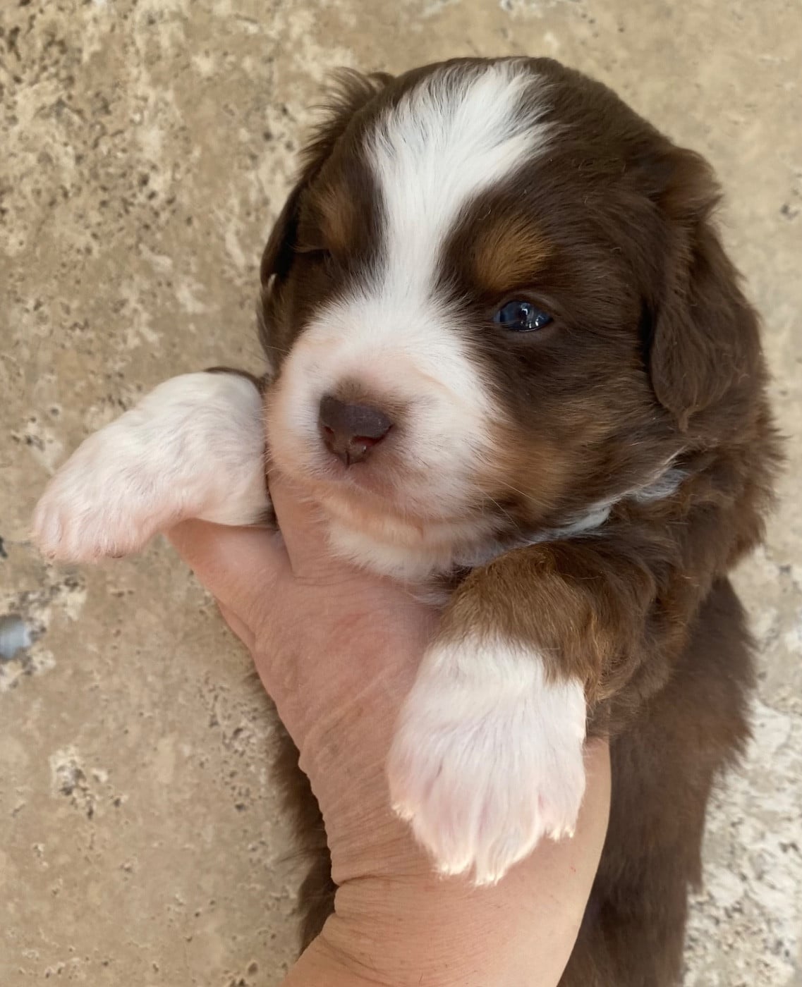 Femelle rouge tricolore