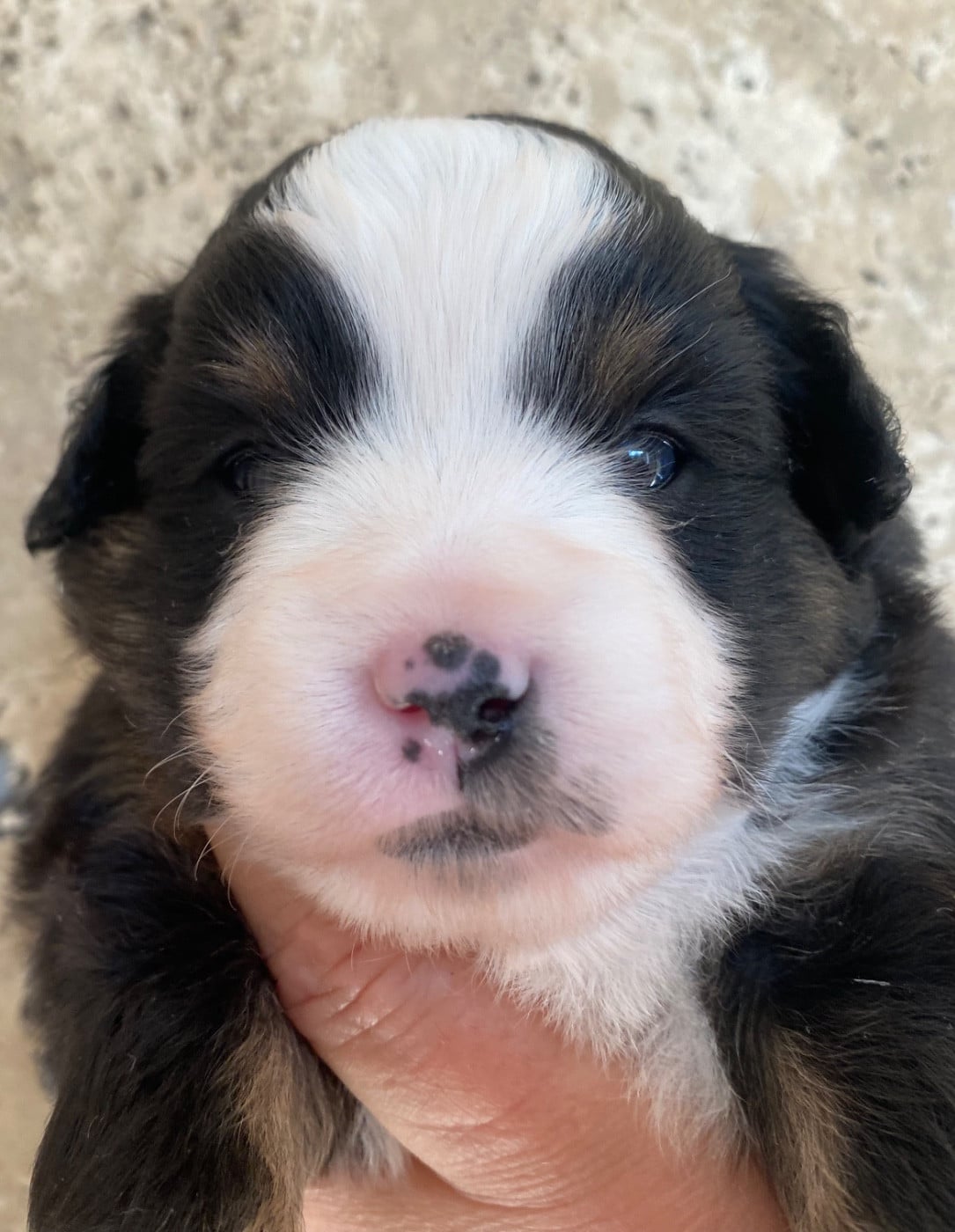 Femellle noire tricolore