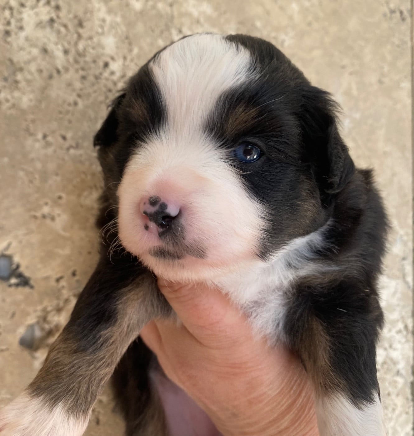 Femellle noire tricolore