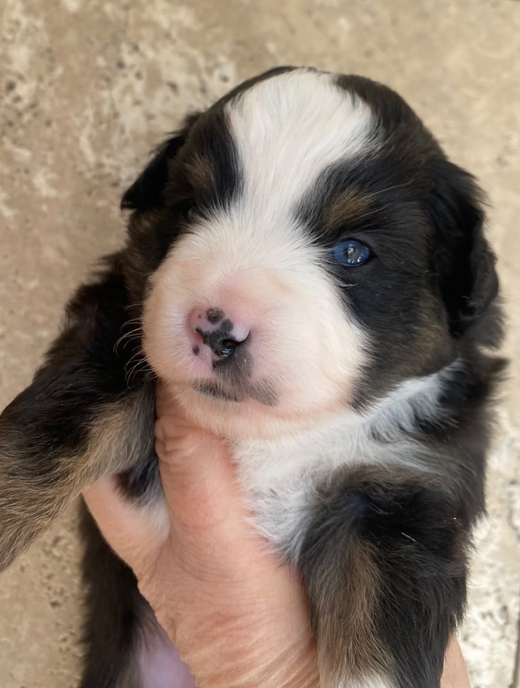 Femellle noire tricolore