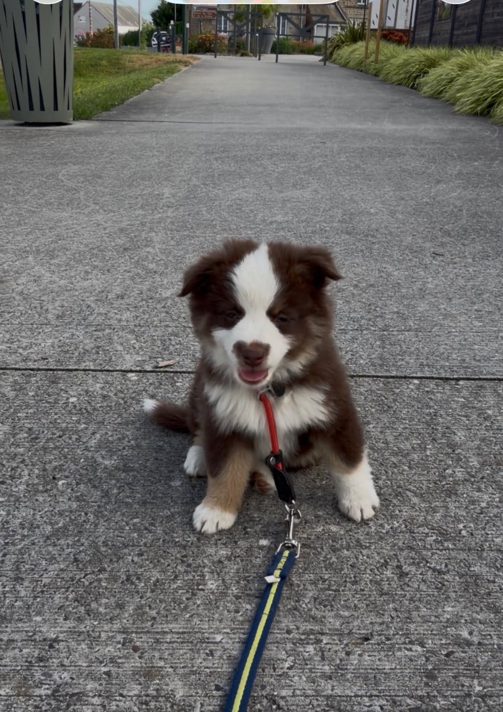 Bella Gia