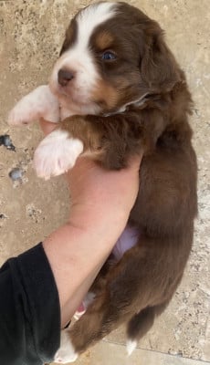 Les chiots de Berger Américain Miniature 