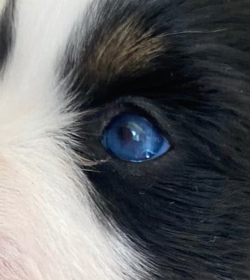 Les chiots de Berger Américain Miniature 