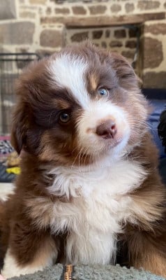 Les chiots de Berger Américain Miniature 