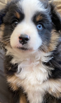 Les chiots de Berger Américain Miniature 
