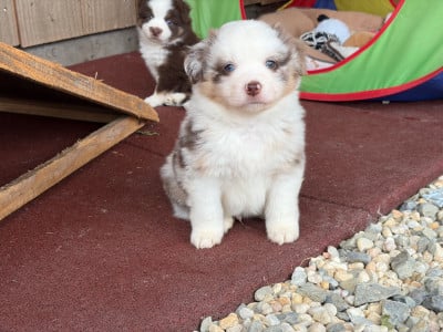 Les chiots de Berger Américain Miniature