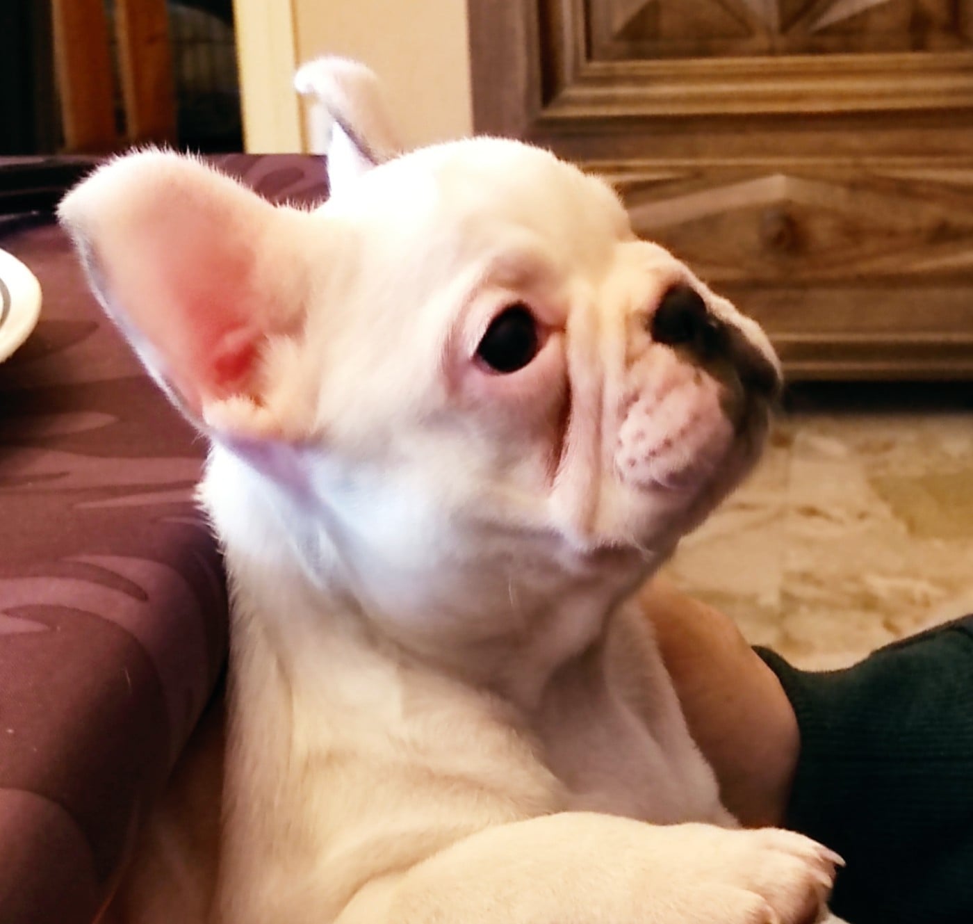 Bouledogue français - Tous les matins du monde