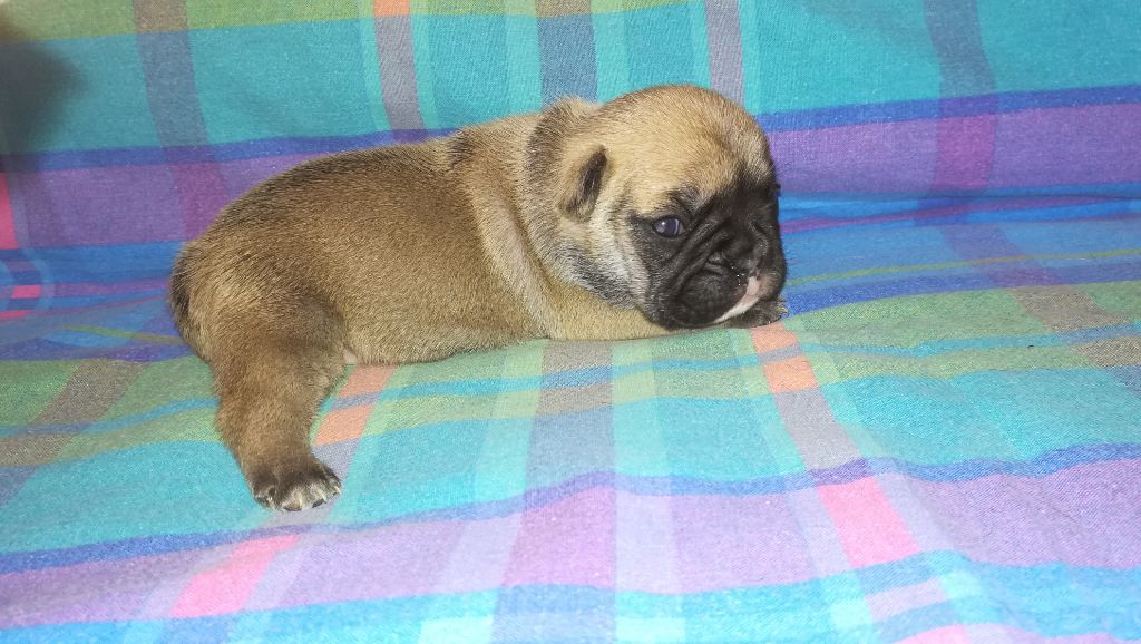 CHIOT - Bouledogue français