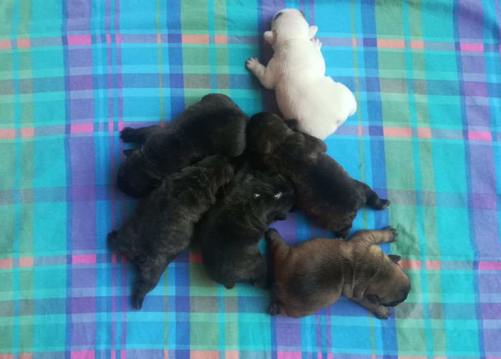 chiot Bouledogue français Tous les matins du monde