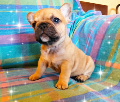 Les chiots de Bouledogue français