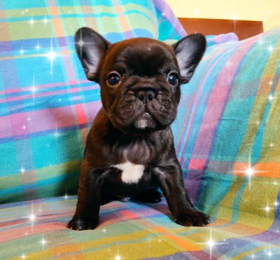 Les chiots de Bouledogue français