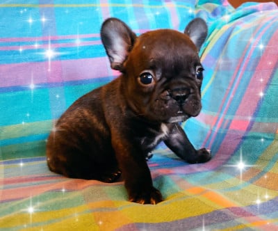 Les chiots de Bouledogue français