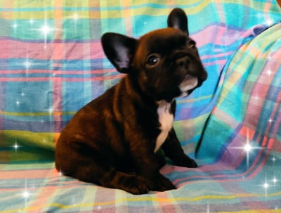 Les chiots de Bouledogue français