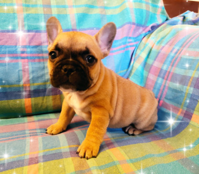 Les chiots de Bouledogue français