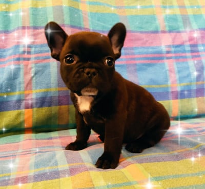 Les chiots de Bouledogue français