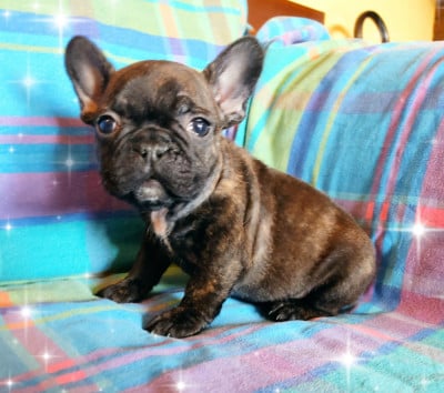 Les chiots de Bouledogue français