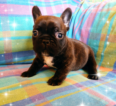 Les chiots de Bouledogue français