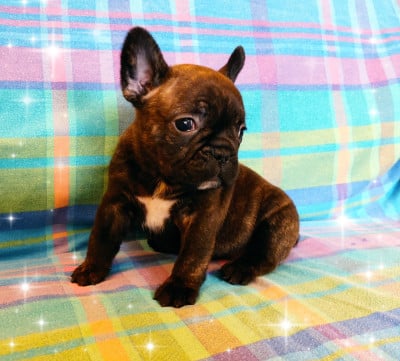 Les chiots de Bouledogue français