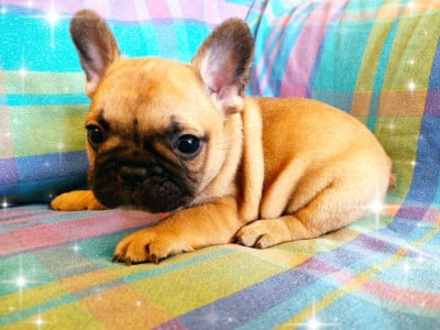 Les chiots de Bouledogue français