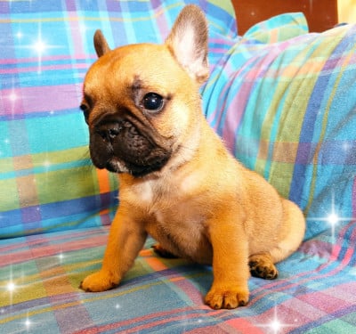 Les chiots de Bouledogue français