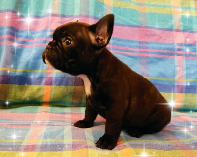 Les chiots de Bouledogue français