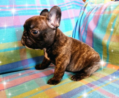 Les chiots de Bouledogue français