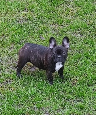 Les chiots de Bouledogue français