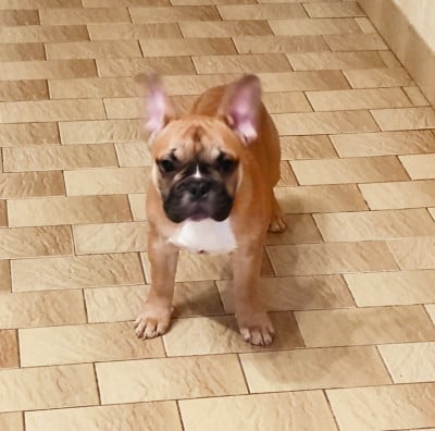 Les chiots de Bouledogue français