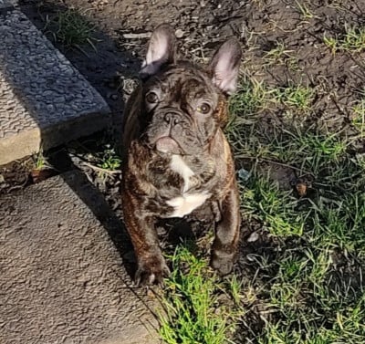 Les chiots de Bouledogue français