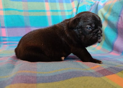 Les chiots de Bouledogue français